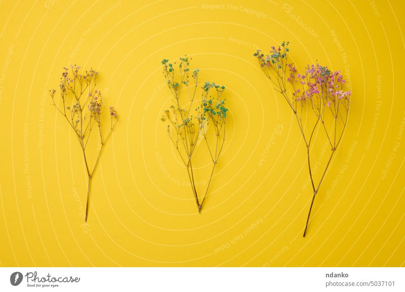 Bouquet of dry wildflowers on a yellow background, top view herbal minimal nature nobody pink plant season stem autumn bloom blossom botany bouquet bud