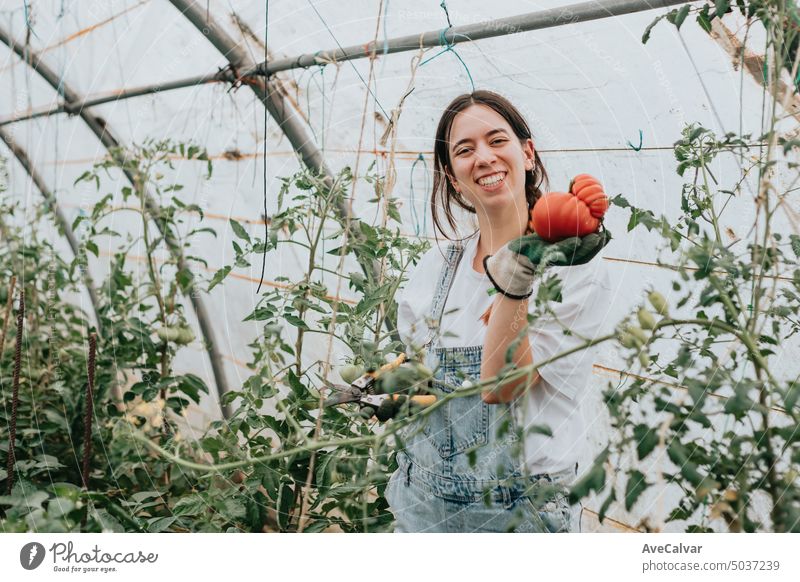 Woman standing in the middle of a greenhouse holding tomatoes. Vegetables new job work concept person female professional gardening gardener woman close up eco