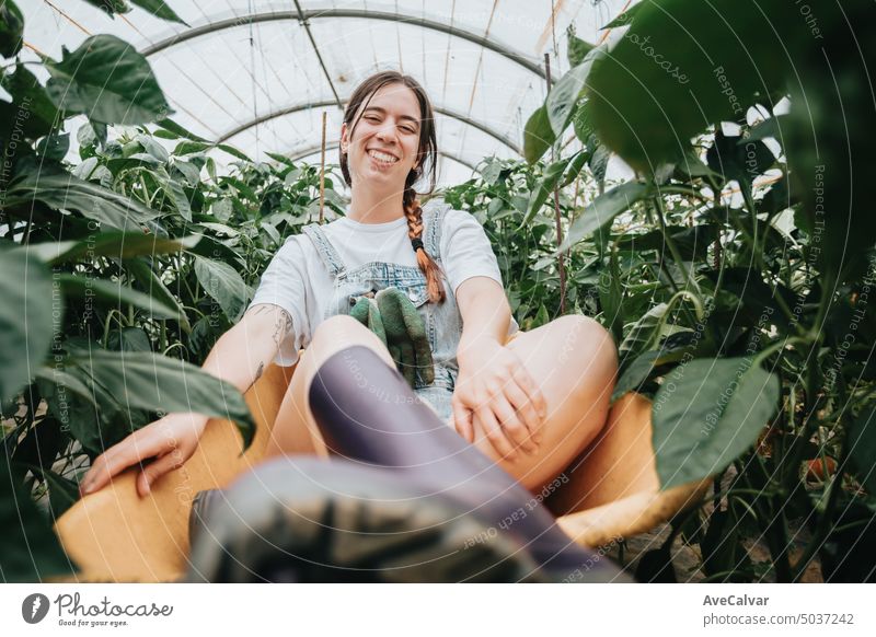 Woman having fun during work mounted in a wheelbarrow in greenhouse collect.Vegetables work concept farmer person vegetable harvest gardening harvesting crop