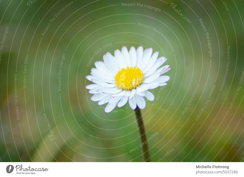 Daisies - blurred background; yellow & white Daisy Flower Summer Blossom Plant Green Yellow White Nature Meadow Spring blurriness Blossoming Exterior shot