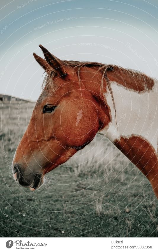 Profile photography of a horse head Colour photo Pony Nature Exterior shot Horse's head Animal Animal portrait Farm animal Animal face Stall Looking stud Day