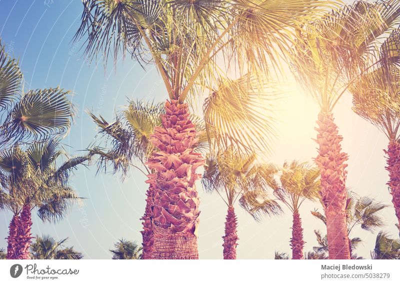 Picture of palm trees against the sun, color toning applied. nature plant sky retro summer holiday vacation tropical exotic green leaf travel Hyphaene thebaica