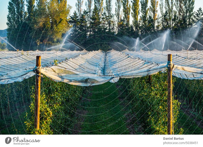 Watering a field with pear trees with hail net over trees during the setting sun agriculture apple apple farm Apple Tree background beautiful black netting blue
