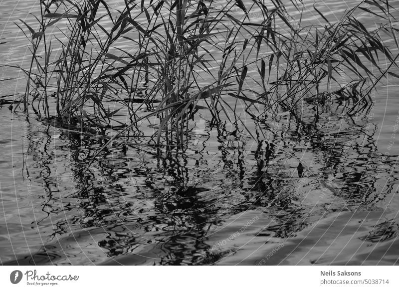 Phragmites, common reeds, black and white. The fish are in the deep. phragmites dark water reflection mono monochrome wavy water river pond lake grass