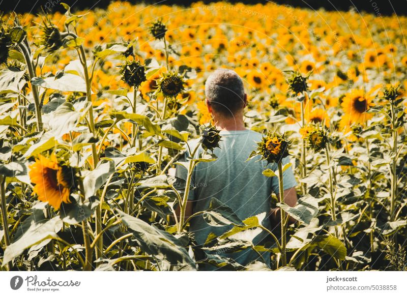 Sunflower field invites you to linger Sunflowers Human being Man Adults Nature Blossoming Summer Yellow blurriness Sunlight Agricultural crop Flower field