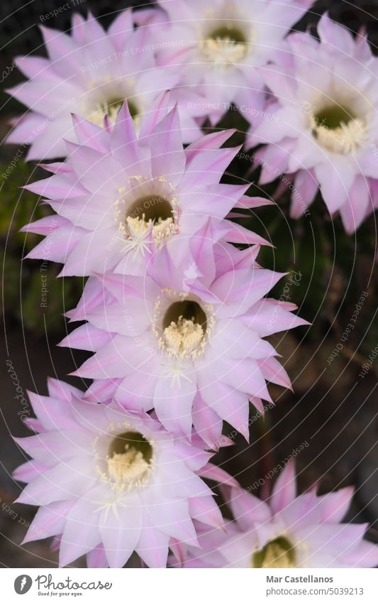 Cactus flowers on natural background. Copy space. cactus copy space photo plant abundant beautiful pink white ephemeral summer bloom many smell perfume flora