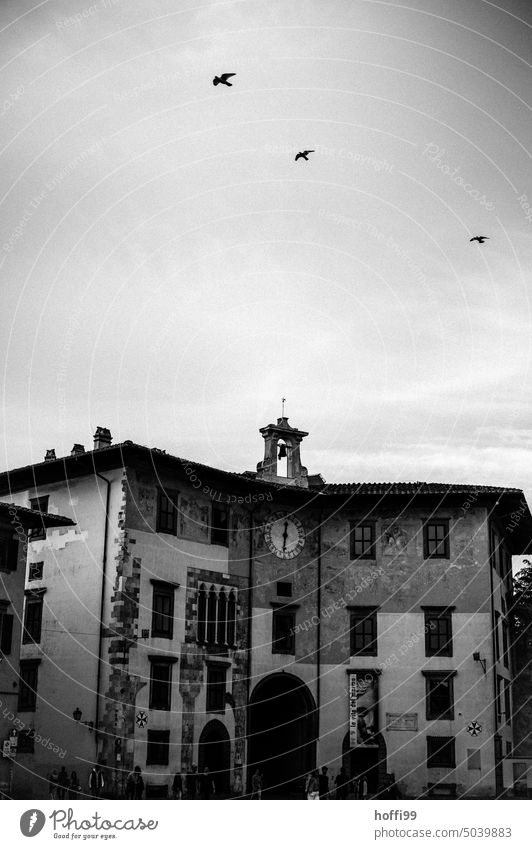 three doves in the sky above an old building with turret, bell and clock downtown Old town House (Residential Structure) tower Bell tower Clock Tower clock Gray