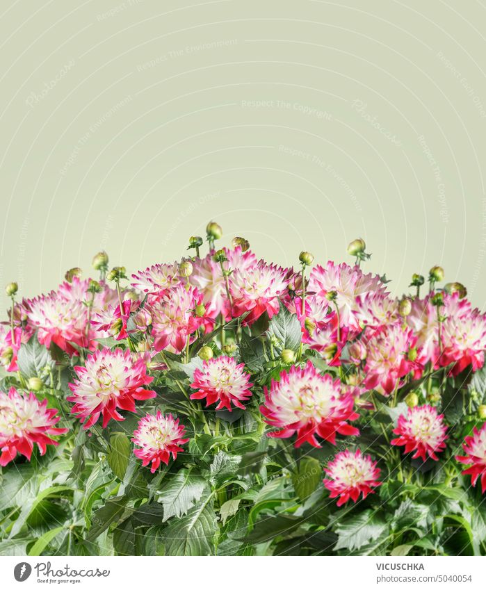 Beautiful pink white dahlias flowers plants, at green background. Border beautiful background. border bloom blooming bouquet bright flora floral garden leaf