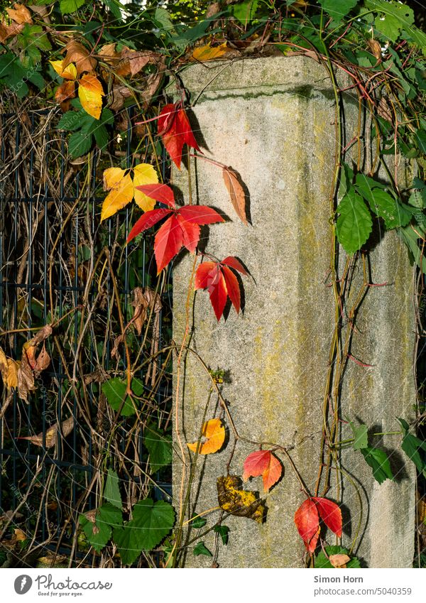 urban autumn leaves Autumn variegated Seasons Sleeping Beauty foliage Autumnal proliferate change color change Fence stake Pole Transience Decline autumn mood