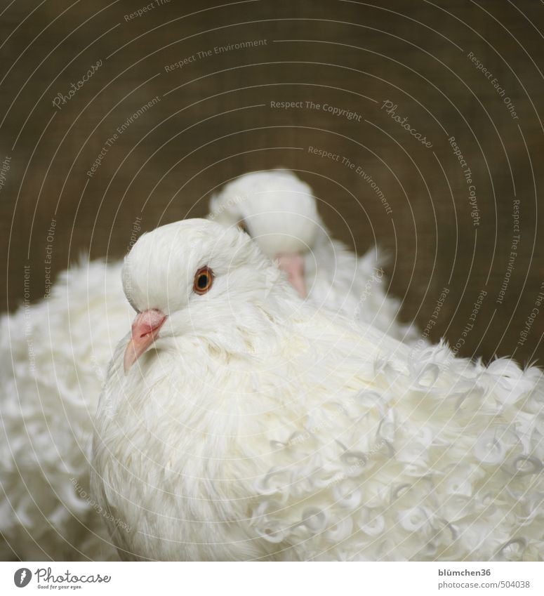 all in white Bird Pigeon Animal face Wing Feather Poultry curled dove Head Beak Livestock breeding Eyes Observe Looking Stand Elegant Beautiful Natural White