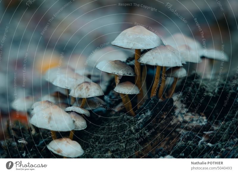 Group of mushrooms in the forest in automn Mushroom wood nature humus group Forest Exterior shot Nature Colour photo Autumn Autumnal Mushroom cap Close-up Day