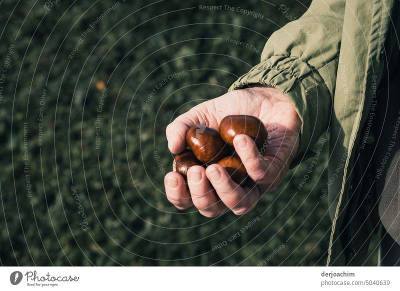 A woman holds a handful of chestnuts in her hand. collect chestnuts amass Autumn Hand Brown Autumnal Nature Chestnut Sense of Autumn October Autumnal colours