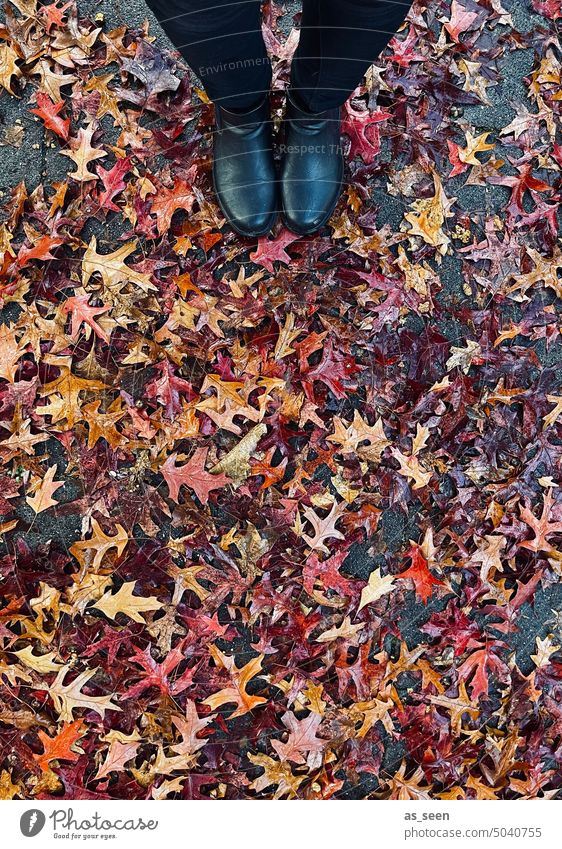 Shoes in autumn leaves Footwear foliage Autumn Autumnal Autumn leaves Autumnal colours Nature Transience Seasons autumn mood autumn colours Exterior shot Tree
