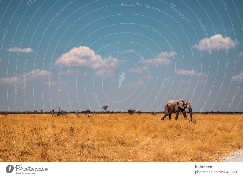 an elephant fant fant comes running running running Love of animals Animal protection aridity Savannah Grass Impressive especially Sky Landscape