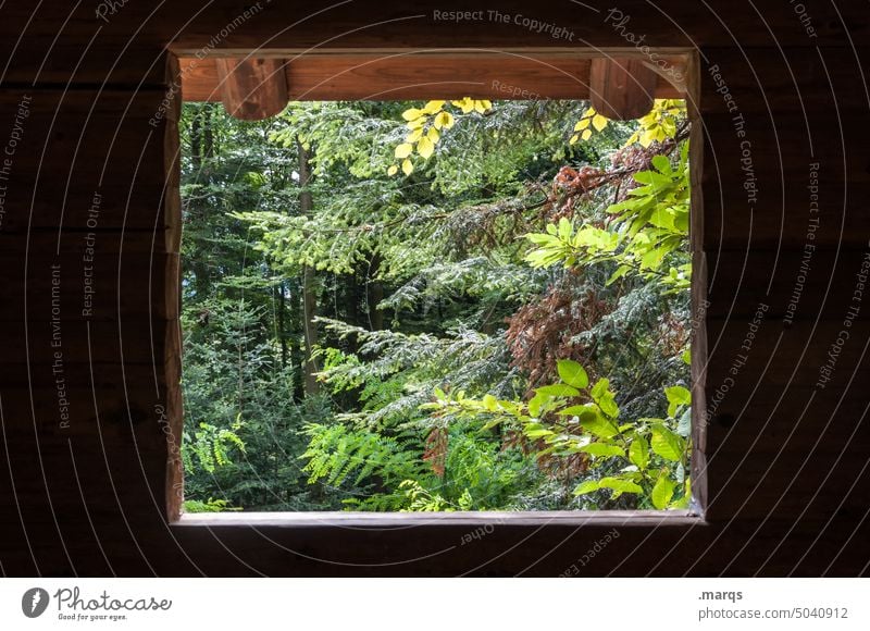 flora Nature Window outlook Landscape Vantage point View from a window Tree Forest Relaxation Calm Summer Vacation & Travel Beautiful weather Frame Wood Hut