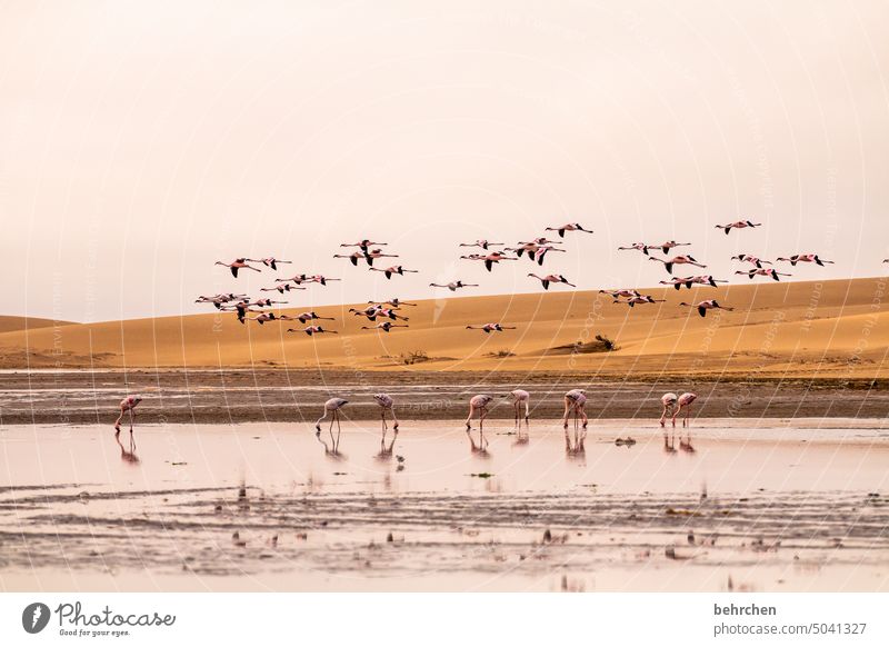 swarm over it Lagoon Formation Water Flamingos Free Flying Africa Namibia Desert Sand Wild animal birds Ocean Freedom Impressive sand dune
