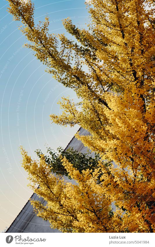 golden autumn leaves in front of a sloping roof autumn mood Autumn leaves Gold Yellow Green foliage Autumnal kind Bright House (Residential Structure) Roof