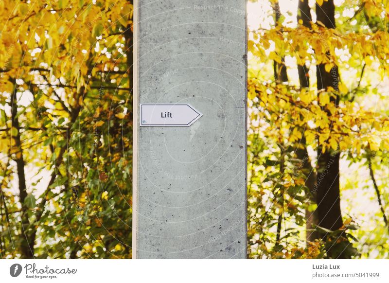 Concrete pillar in front of light autumn forest concrete pillar Concrete column Signage elevator Direction Bright kind Autumnal foliage Green Yellow Gold