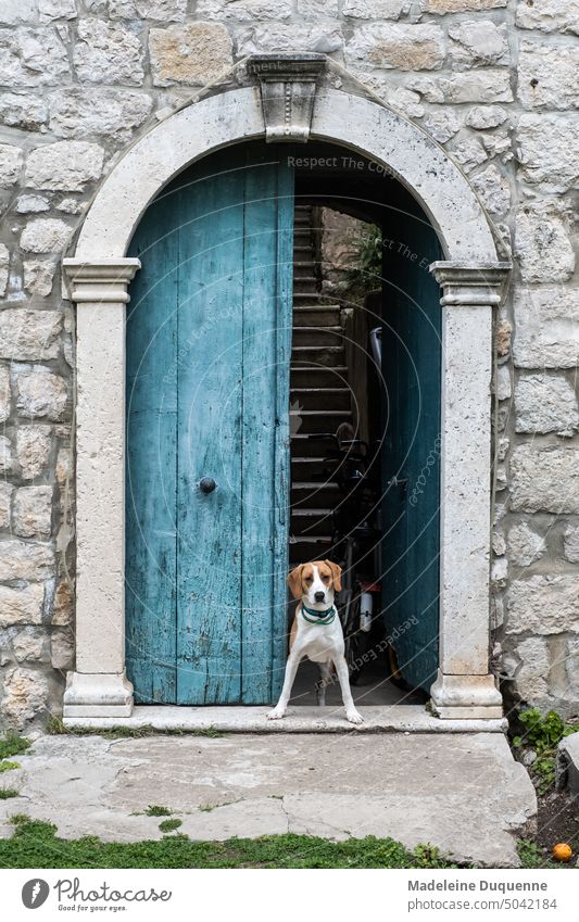 A dog guards the entrance door of a house on the Croatian island of Sippen Dog Sipan Guard Island Front door Entrance watchdog keep watch Sipan island sweet dog