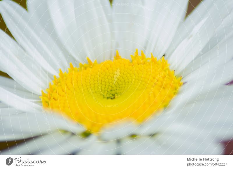 Daisy - close up, yellow & white Yellow White Flower Blossom strong yellow Macro (Extreme close-up) Colour photo Close-up Nature Spring Spring flower