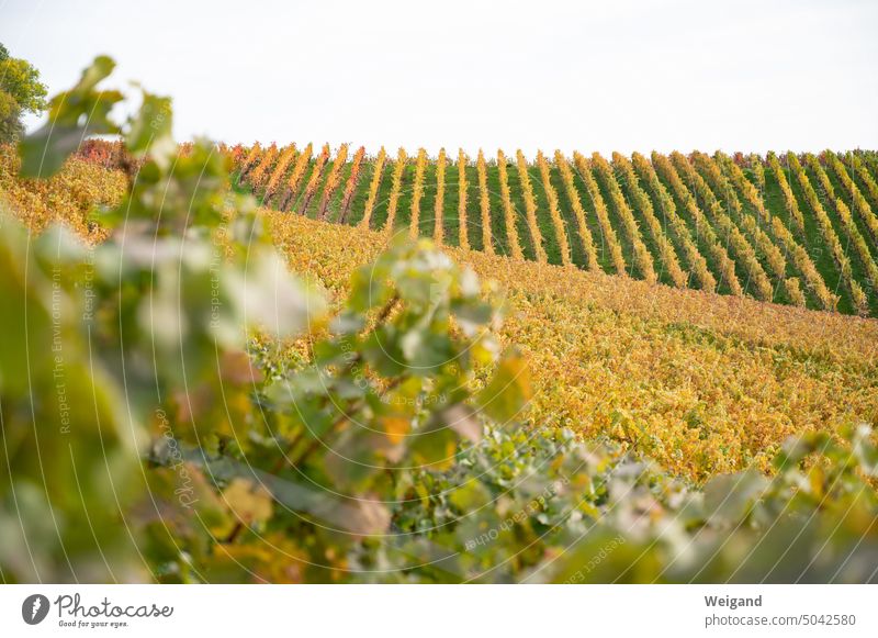 Vineyards colored yellow in autumn in Hohenlohe Autumn variegated Yellow Orange leaves vines Season Autumn leaves Autumnal Nature Exterior shot
