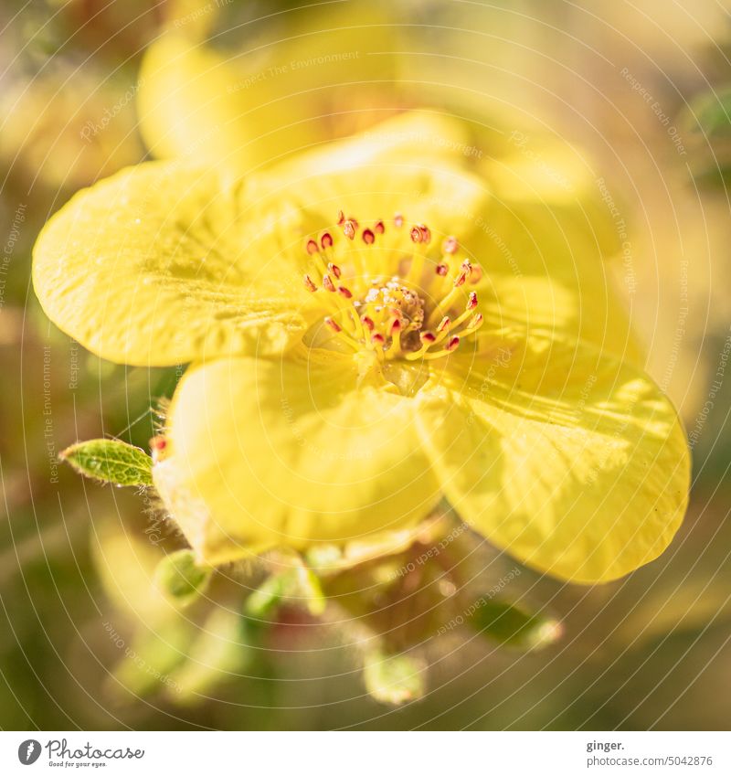 yellow flower Plant Flower Small Yellow Pistil Nature Macro (Extreme close-up) Colour photo Detail Close-up Shallow depth of field Exterior shot Pollen