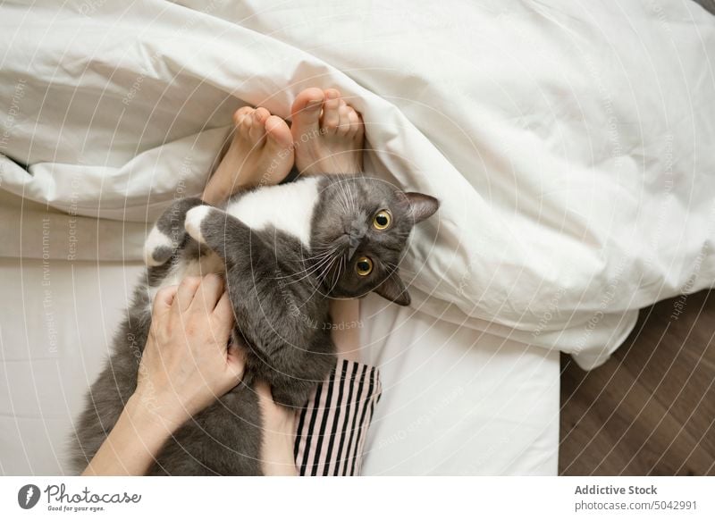 Crop woman lying on bed with cat pet stroke caress blanket comfort barefoot home feline animal owner adorable domestic relax soft rest bedroom fluff fur female