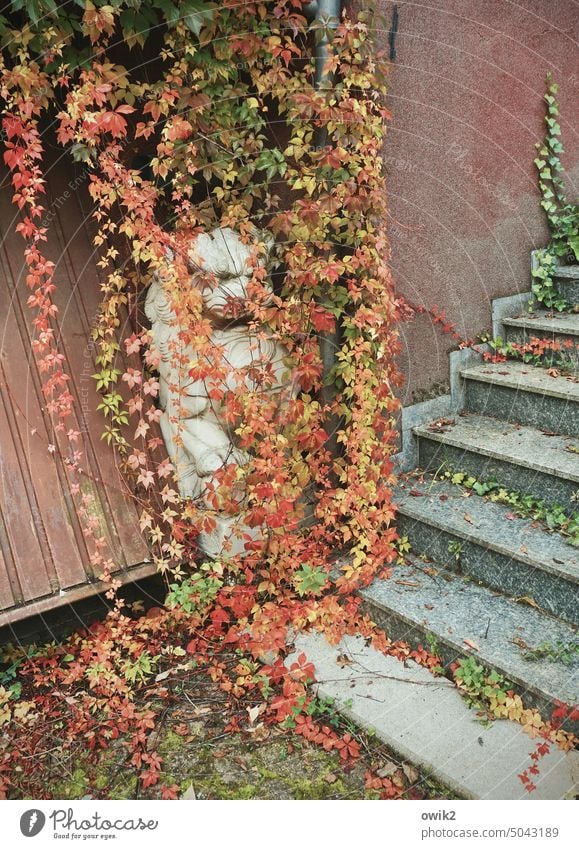 Cover Figure Sculpture Lion Statue vigilantly overcast Ivy foliage vine variegated Autumn leaves Stairs Autumnal Foliage colouring Change Seasons Transience