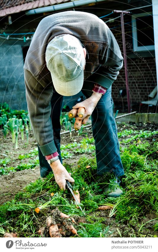 Old man picking carrots in his vegetable garden old organic agriculture Vegetable Harvest Fresh Organic Summer fresh Gardening Nature Plant healthy food Farm