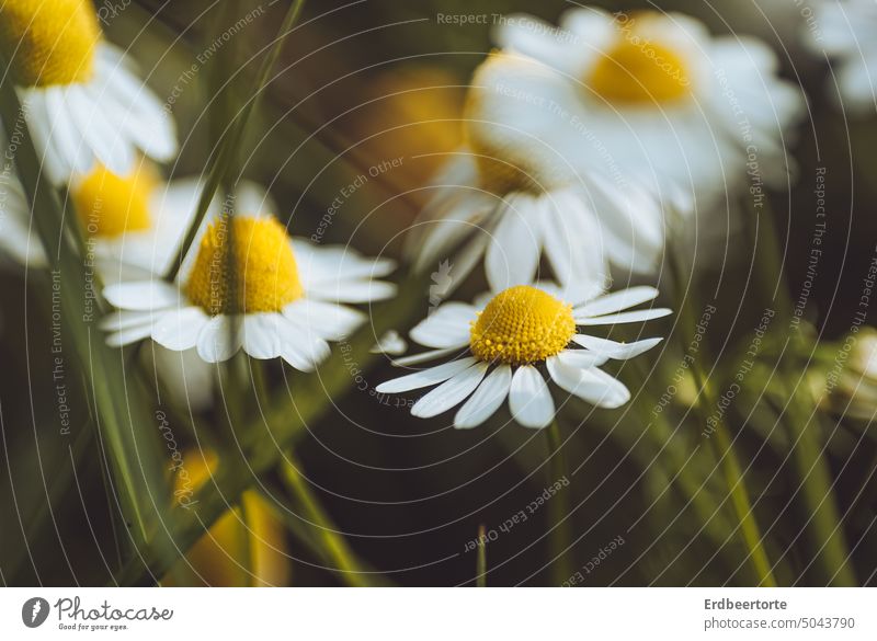 chamomile Exterior shot Nature Close-up Morning Plant Landscape Grass Meadow Environment naturally Shallow depth of field Abstract Macro (Extreme close-up)