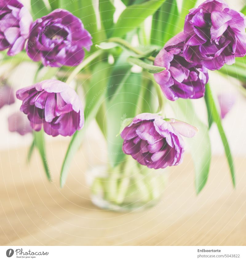 Tulips in vase tulips Bouquet Flower Spring Decoration Colour photo pretty Interior shot Mother's Day Birthday purple Vase with flowers Delicate Transience