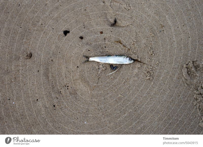 Stranded fish Fish Small dead Sand Beach North Sea Denmark Nature Deserted Tracks