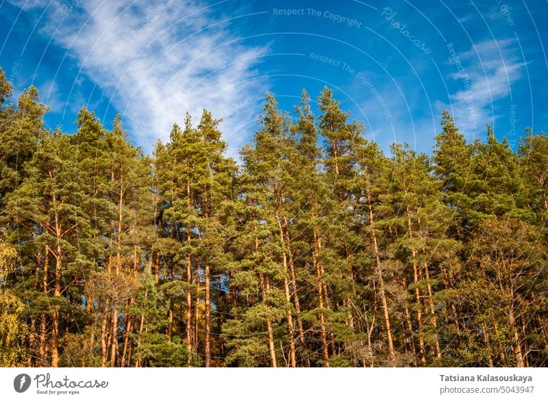 View from below on the tops of pine trees against a blue sky with covers. Natural background. Forest Tree Sky Nature Landscape Scenery Aerial View