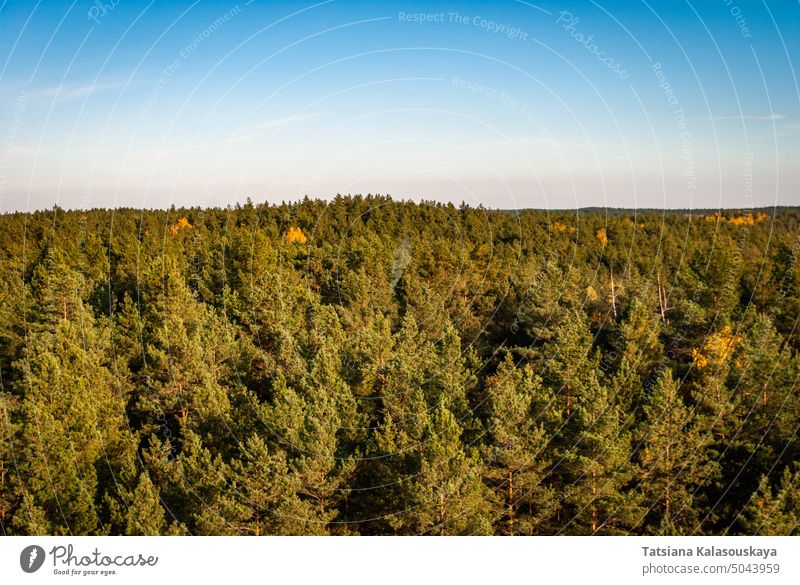 Coniferous pine forest from a bird's eye view against the background of a clear cloudless blue sky Forest Tree Sky Nature Landscape Scenery Aerial View