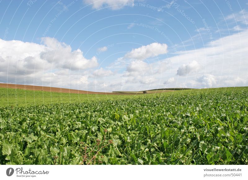 agriculture Agriculture Green Field Rapes Clouds Blue Nature Life Sky