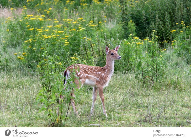 Fallow deer calf standing alone in meadow among flowering plants Calf young animal Meadow Willow tree Plant tansy Stand blossom Animal pack animal