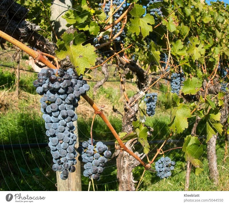 South Tyrolean wine - not quite ready yet - the last red grapes are waiting in the autumn sun for harvesting Bunch of grapes blue Suspended vine Reading