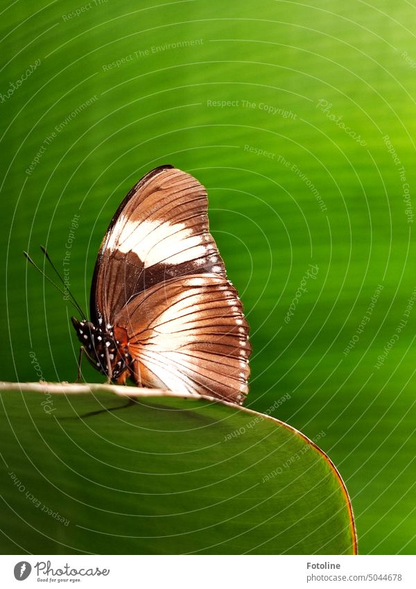 A butterfly is sitting on a banana leaf. It has its wings closed and its antennae outstretched. Butterfly Insect Grand piano Animal Nature Close-up Colour photo