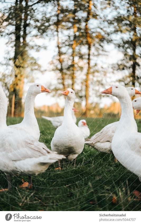 Portrait geese Goose Poultry Farm animal Free-range rearing Free-roaming Exterior shot Animal Animal portrait Species-appropriate Country life