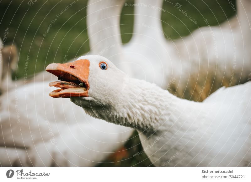 Snarling goose Goose Poultry Country life Beak Farm animal Animal portrait Deserted Free-range rearing Free-roaming Exterior shot