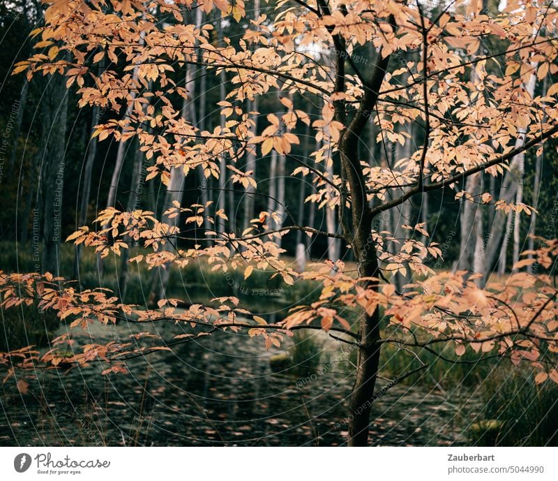 Colorful leaves of a small beech tree in front of dark trunks in autumn back light Autumn Beech tree variegated Back-light tribes Dark Forest Nature Autumnal