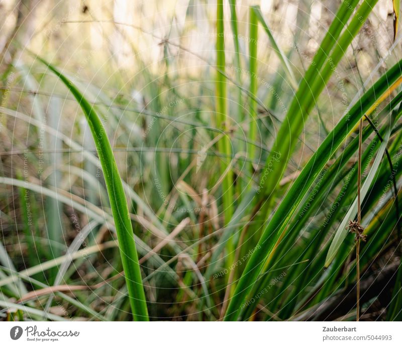 Green grasses and reeds close up form lines and tangle mazy Marsh flow structure Nature Plant acuity blurriness