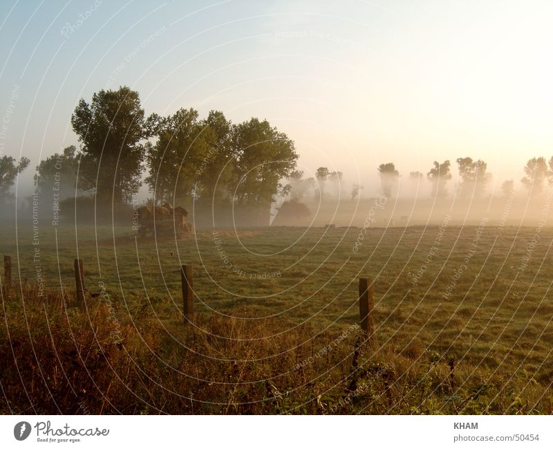 morning fog Fog Meadow Plant Exterior shot Morning Weather Pasture Landscape Sadness