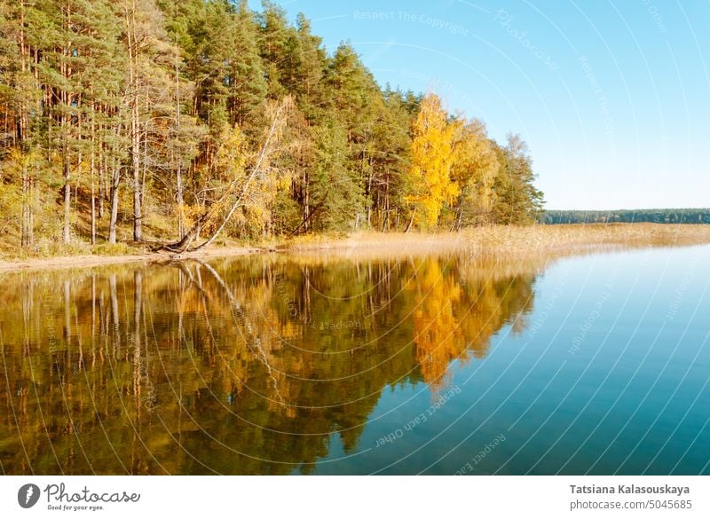 The autumn forest against the background of a bright sky is symmetrically reflected in the water of Lake Baltieji Lakajai in Labanoras Regional Park, Lithuania