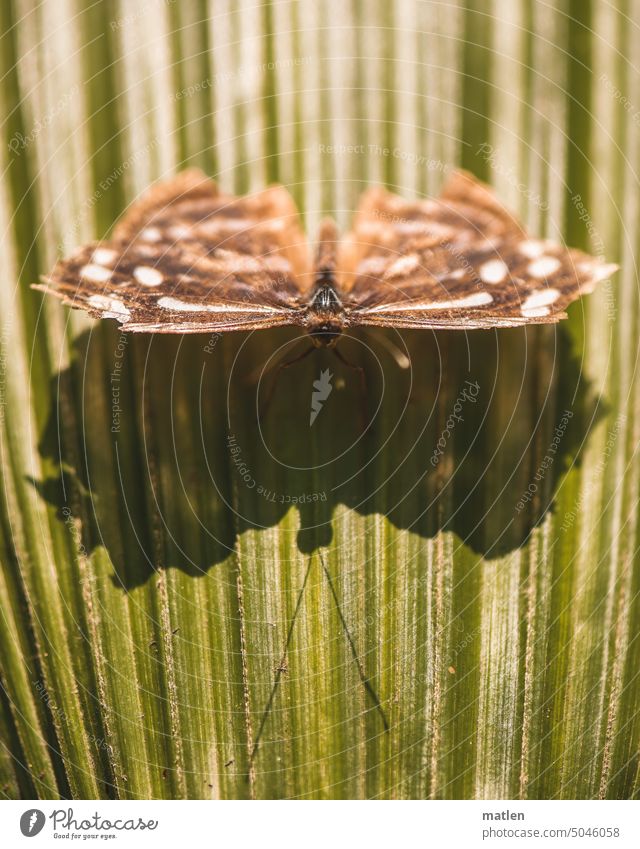 Butterfly on palm leaf Palm tree Exterior shot Shadow play Colour photo Nature structure Close-up Detail Insect Shallow depth of field Grand piano Deserted