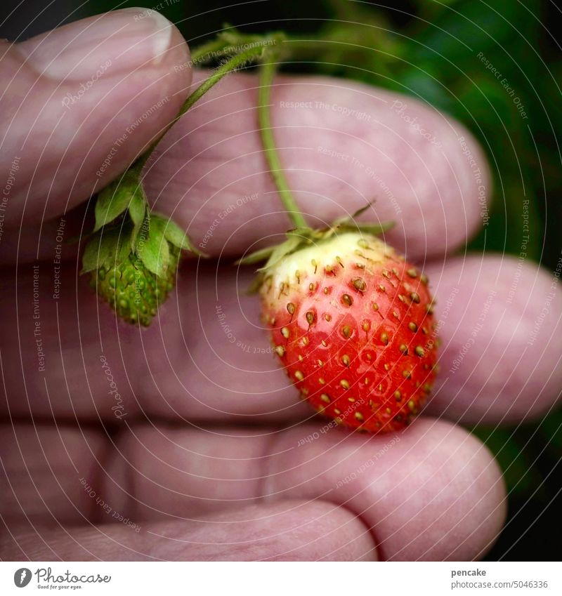 späte süße Hand Mensch Erdbeere Obst reif Ernte Nahaufnahme Ernährung lecker Garten