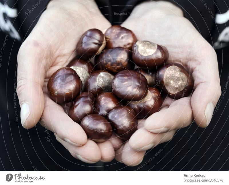 A handful of chestnuts in men's hands Male Hands Autumn Sense of Autumn Chestnut season held in hand Brown amass Nature Seasons hold in one's hand Autumnal