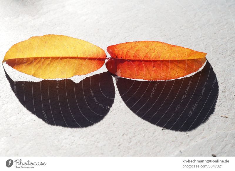 Autumn leaves,golden peach leaves,shadow golden leaves shadow cast Shadow play Sunglasses Illusion Contrast Sunlight Abstract