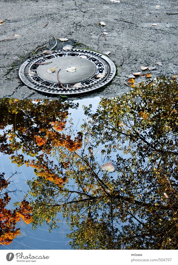 Autumn in the puddle Environment Nature Tree Town Street Gully Utilize Going Stand Wet Round Blue Gray Green Orange Peaceful Indifferent Beginning Contentment