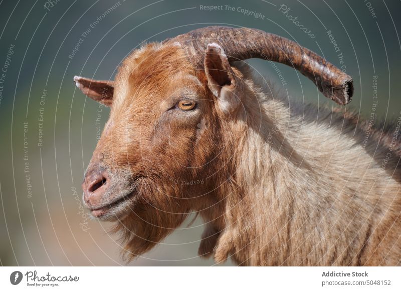 Goat with horns on hill goat valley wild mountain animal landscape natural travel countryside wilderness pasture rural scenery peak tourism mammal summer